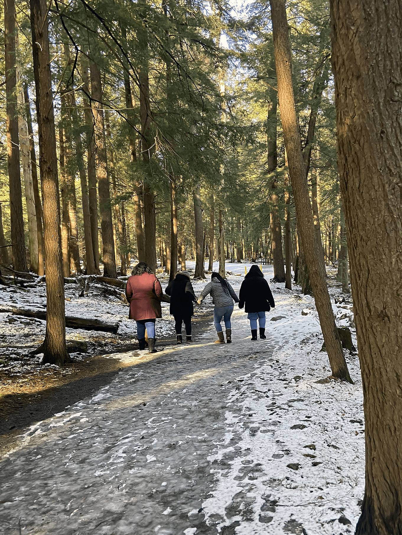 Day one participants take a walk along the snow-covered ground of a forest during the winter. They are side-by-side and dressed in warm clothes. The sun streams in through the trees, dappling the trunks and ground with a yellowy light.